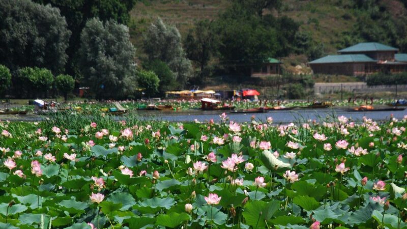 Danau Mansbal J&K mulai menjadi tuan rumah bagi burung-burung yang bermigrasi lagi
 | beritakitanih