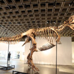 Fosil T. Rex Terjual seharga $50,1 Juta, Membawa Sang Raja Kembali Ke Atas
 | beritakitanih