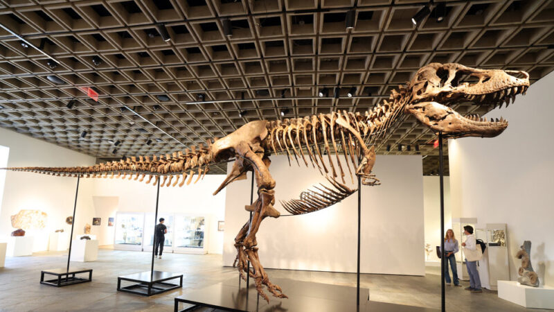 Fosil T. Rex Terjual seharga $50,1 Juta, Membawa Sang Raja Kembali Ke Atas
 | beritakitanih