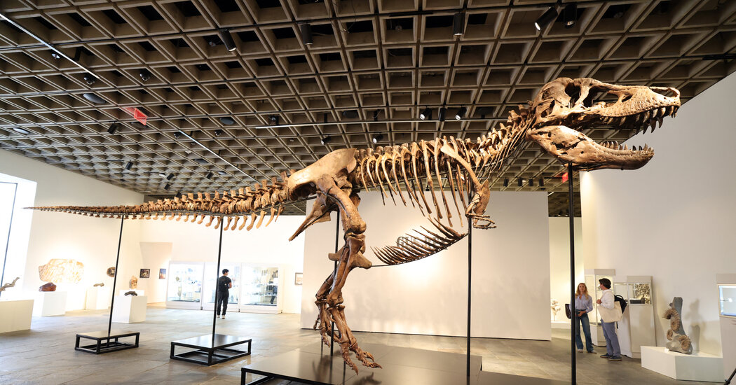 Fosil T. Rex Terjual seharga $50,1 Juta, Membawa Sang Raja Kembali Ke Atas
 | beritakitanih