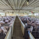 Panas memberikan tekanan baru pada produsen ternak Minnesota
 | beritakitanih