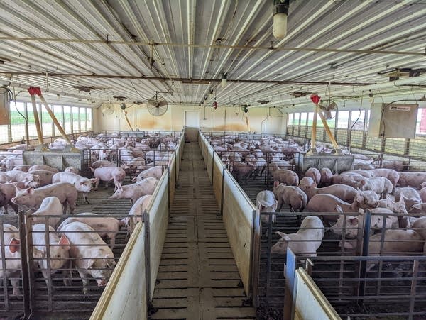 Panas memberikan tekanan baru pada produsen ternak Minnesota
 | beritakitanih