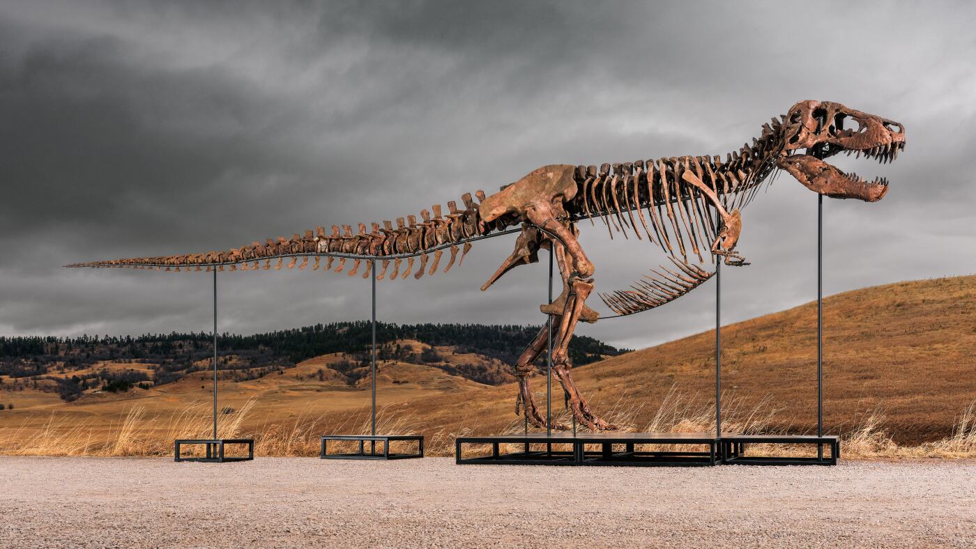 Penawar misterius membeli T. rex yang dijuluki 'Gus' dengan rekor $50 juta
 | beritakitanih