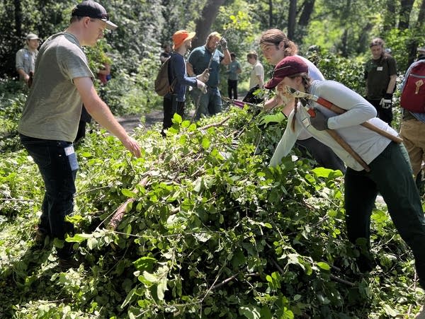 Twin Cities memperdagangkan aplikasi kencan untuk menghilangkan buckthorn
 | beritakitanih